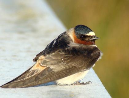 Cliff Swallow