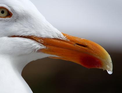 Herring Gull