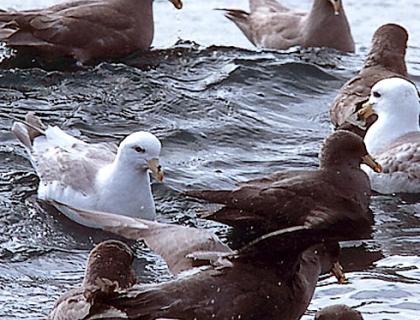 Northern Fulmars