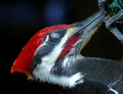 Pileated Woodpecker showing nictitating membrane