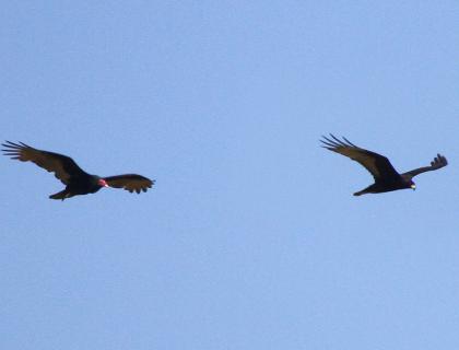 Turkey Vulture and Zone-tailed Hawk