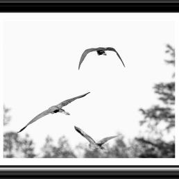 Black and white photo of three birds in different stages of flapping