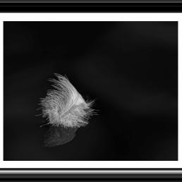 The Ground Effect Closeup of a feather resting on a reflective surface