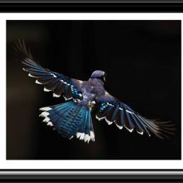 A Blue Jay seen from behind spreads wings mid-flight
