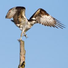 YSK The Osprey(Seahawk) is one of the only animals that will attack an Bald  Eagle. : r/Seahawks