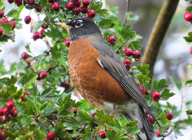 American Robin on a branch with berries