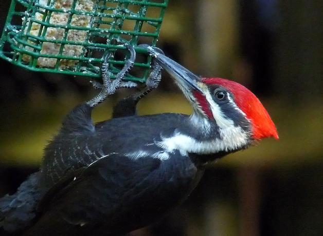 Pileated Woodpecker