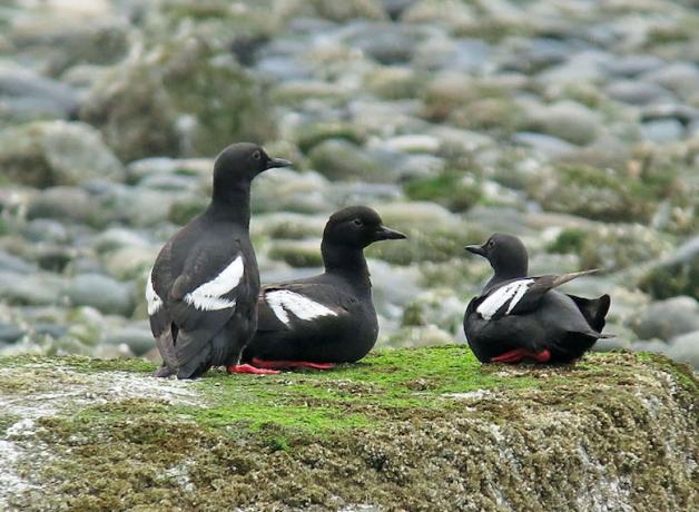 Pigeon Guillemots