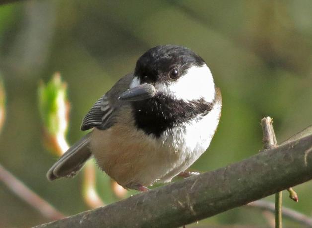 Black-capped Chickadee with seed