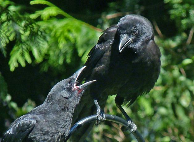 Begging juvenile and adult Crow
