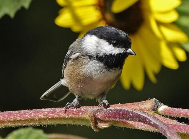 Black-capped Chickadee and sunflower