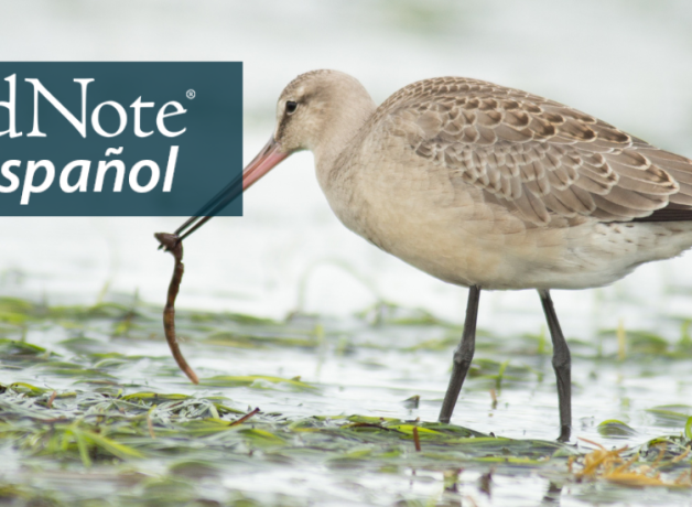 Hudsonian Godwit feeding. "BirdNote en Español"' appears in the upper left corner.