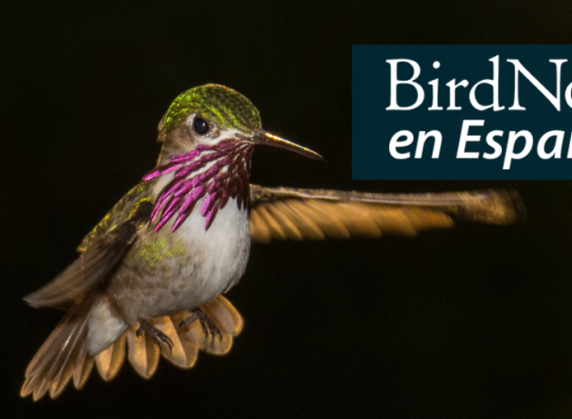 A Calliope Hummingbird hovers with wings spread and bright purple throat patch gleaming