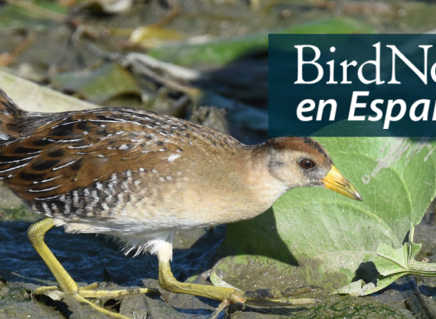 A Sora walks in a wetland