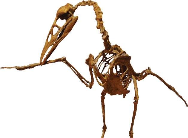 Ichthyornis cast