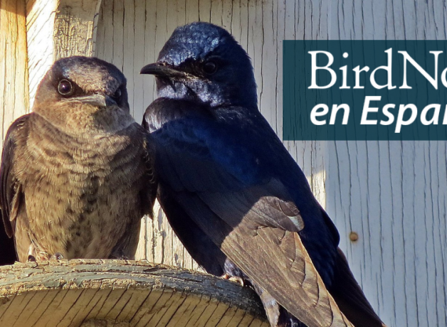 Purple Martin adult and juvinile perched at a nest box. "BirdNote en Español" appears in the upper left corner.
