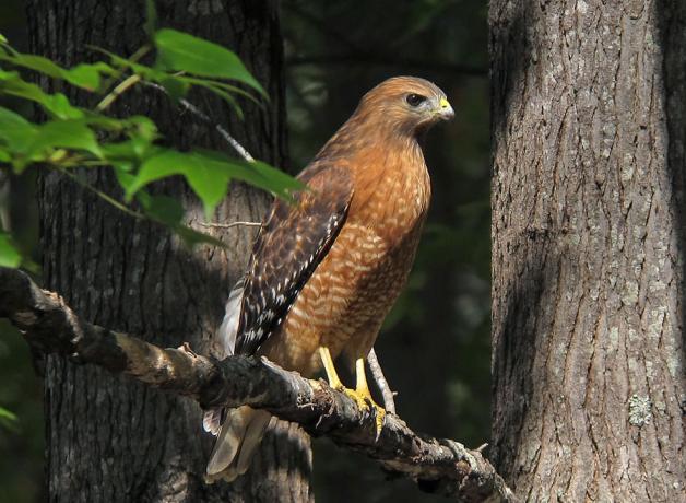 Red-shouldered Hawk