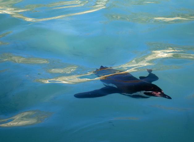 Humboldt Penguin swimming below the water's surface
