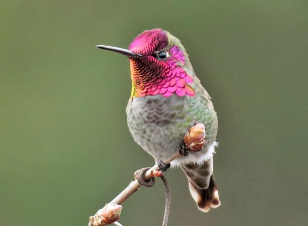 Anna's Hummingbird