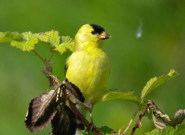 Male American Goldfinch