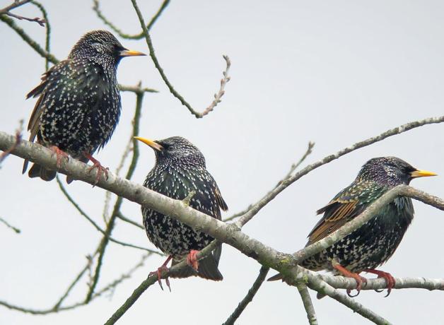 European Starlings