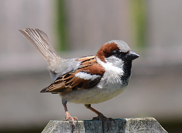 House Sparrow