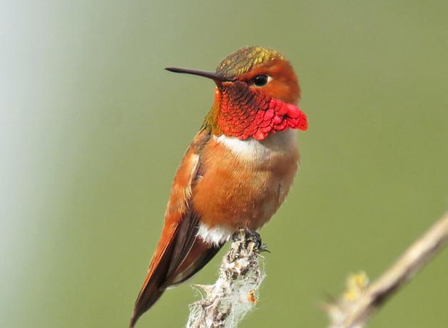 Rufous Hummingbird showing off its gorget