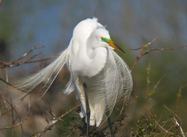 Great Egret displaying its beautiful breeding plumage