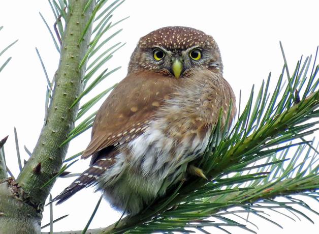 Northern Pygmy-Owl