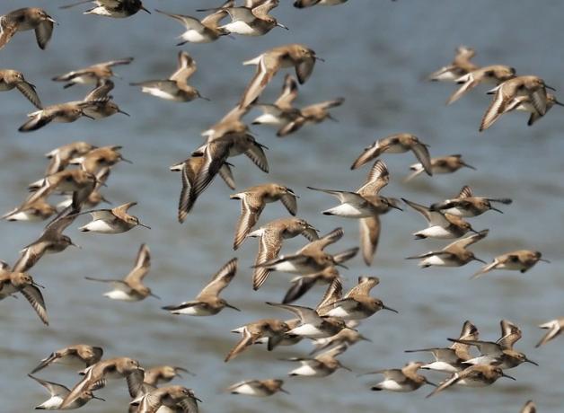 Dunlins in Flight