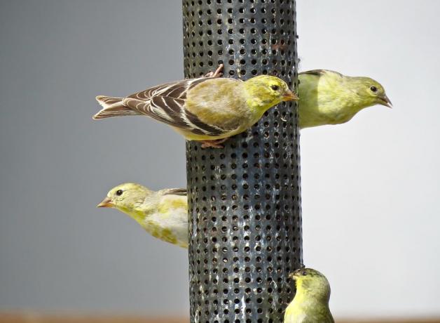 Goldfinch at bird feeder