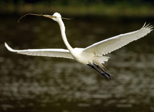 Great Egret carrying branch