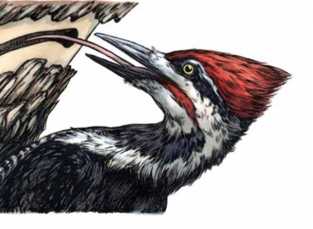 Pileated Woodpecker, illustration by Emily Poole for Sasquatch Books