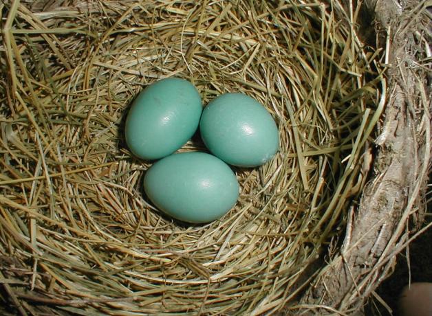 Robin's nest with three eggs