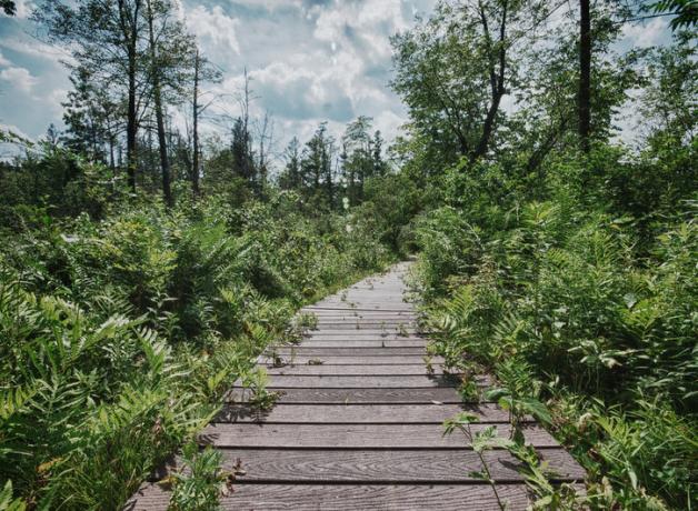 boardwalk