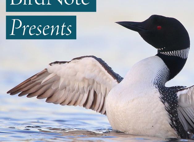 BirdNote Presents - a Common Loon rises tall above a lake