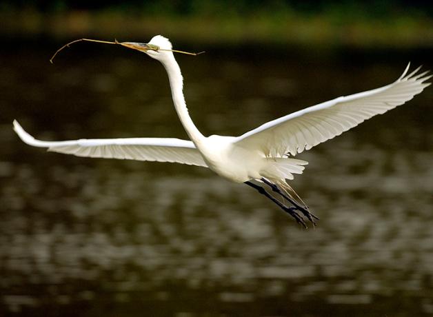 Great Egret flying, wings outstretched, while carrying a small branch in its beak