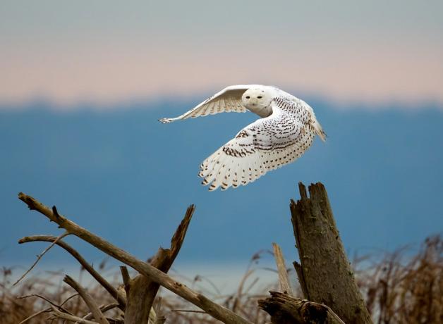 A Snowy Owl, wings outstretched in downward beat, looks over its left shoulder toward camera while flying low over a field 