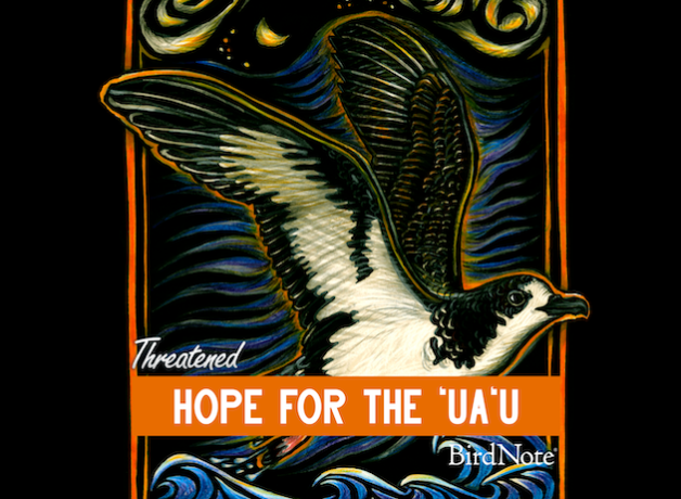 Threatened episode artwork for "Hope for the ‘Ua‘u" by Caren Loebel-Fried
