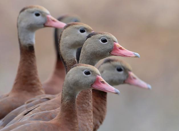 Six Black-bellied Whistling Ducks are facing the viewer's right.