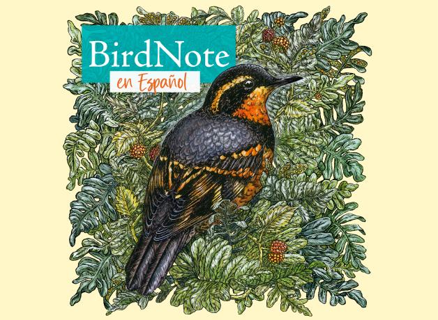 Text that reads BirdNote Daily en Español with BirdNote Daily cover art