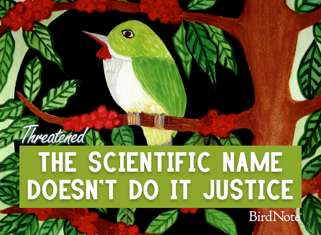 An illustration of a Puerto Rican Tody with the text: "The Scientific Name Doesn't Do it Justice"