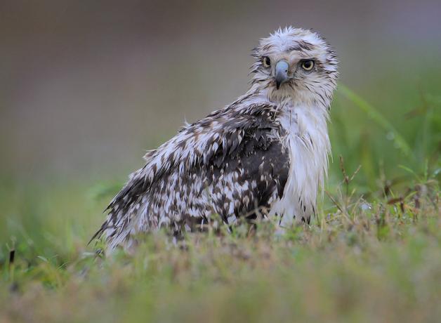 A Red-tailed Hawk sits in a grassy field