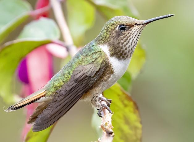 A Scintillant Hummingbird looks out toward the viewer's right from a flowery plant, before a green background.