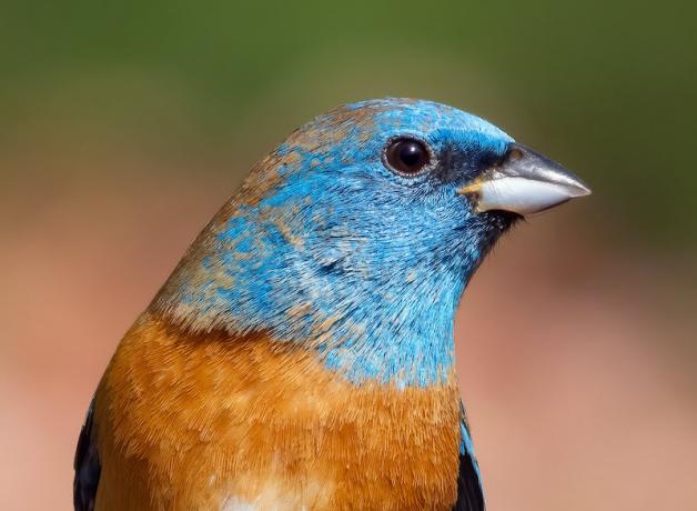 A Lazuli Bunting turns its head toward the viewer's right
