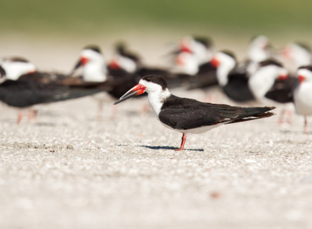 Black Skimmers