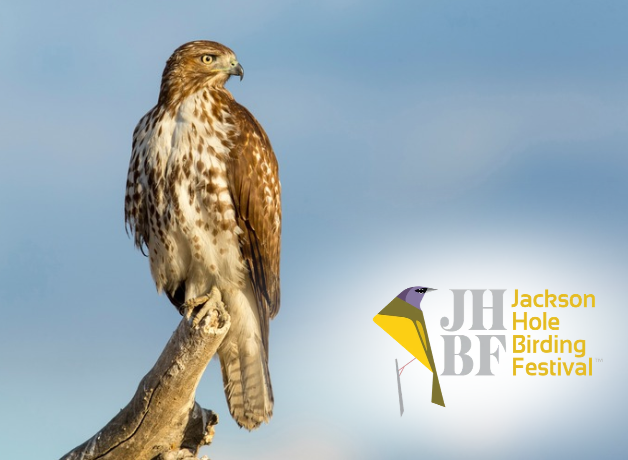 Red-tailed Hawk