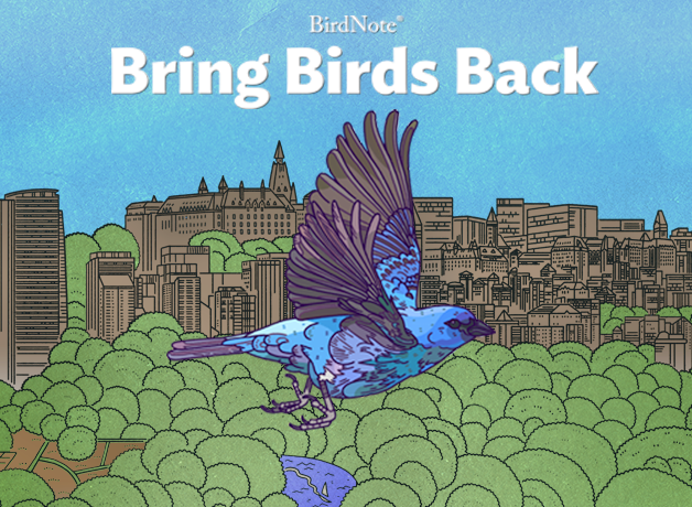 Bring Birds Back Cover Art / Season 9