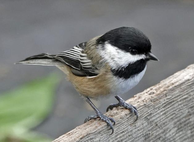 Black-capped Chickadee