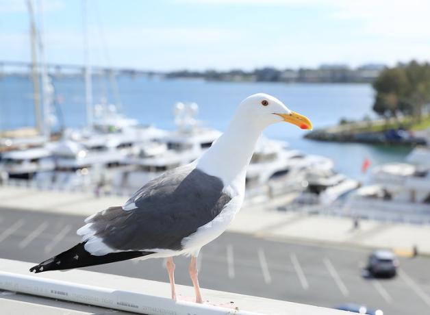 A gull on San Diego Bay